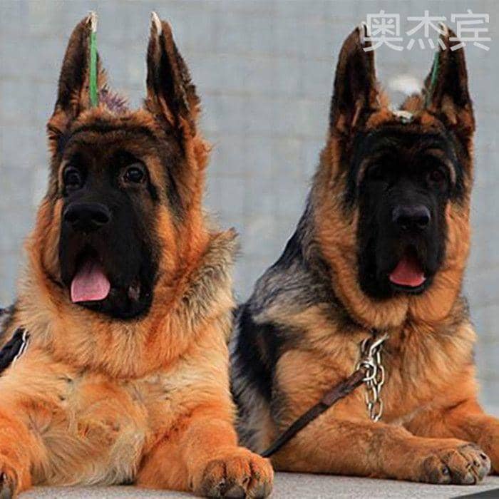 虎门哪里买宠物狗？为您推荐这些优质选择