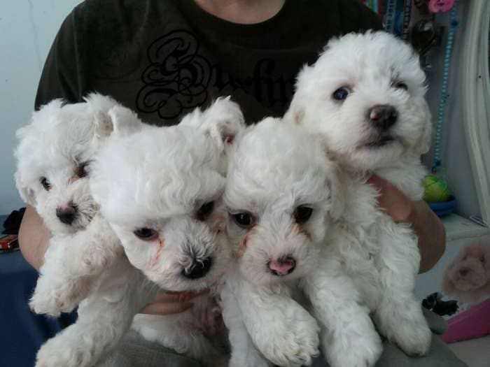 宠物狗内外卷曲：毛茸茸的烦恼与温馨的解决方案