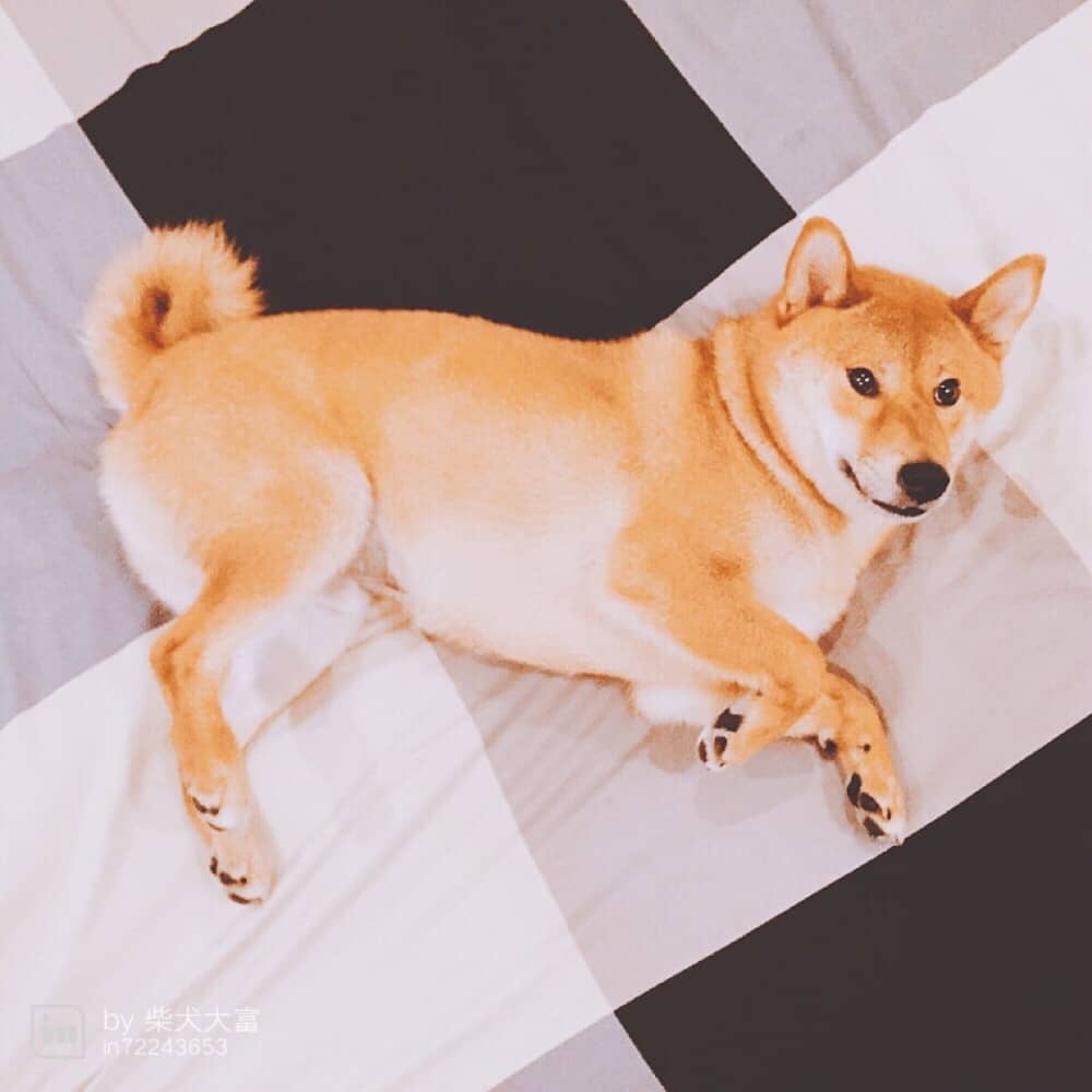 晋江买萨摩耶宠物狗：温暖相伴，开启幸福生活