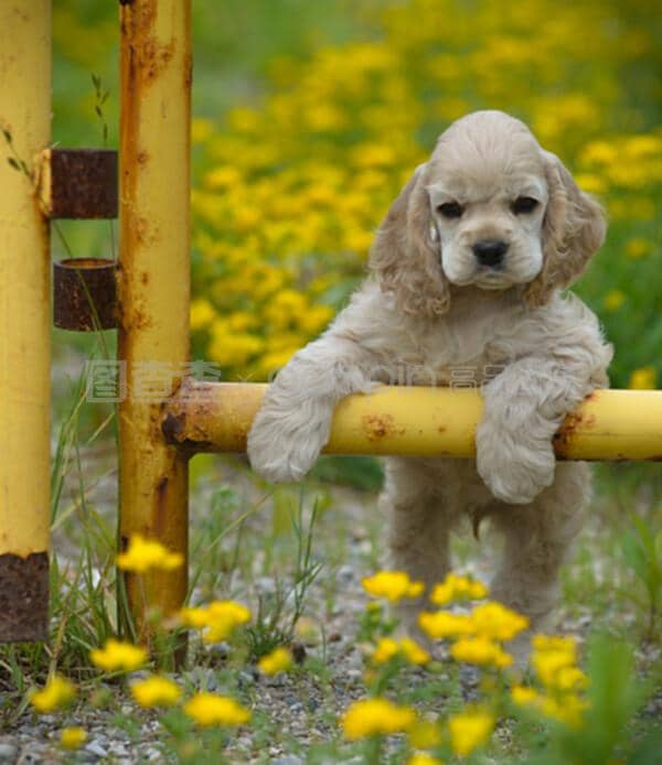 宠物狗吓人品种：误解与真相