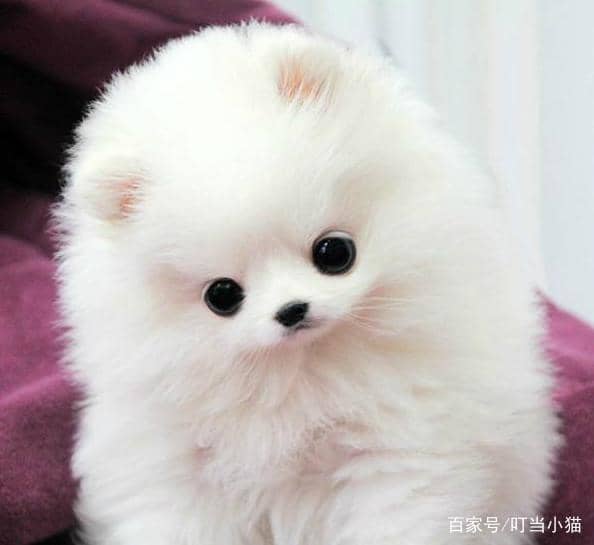 宠物狗成年玩具：陪伴成长的新伙伴