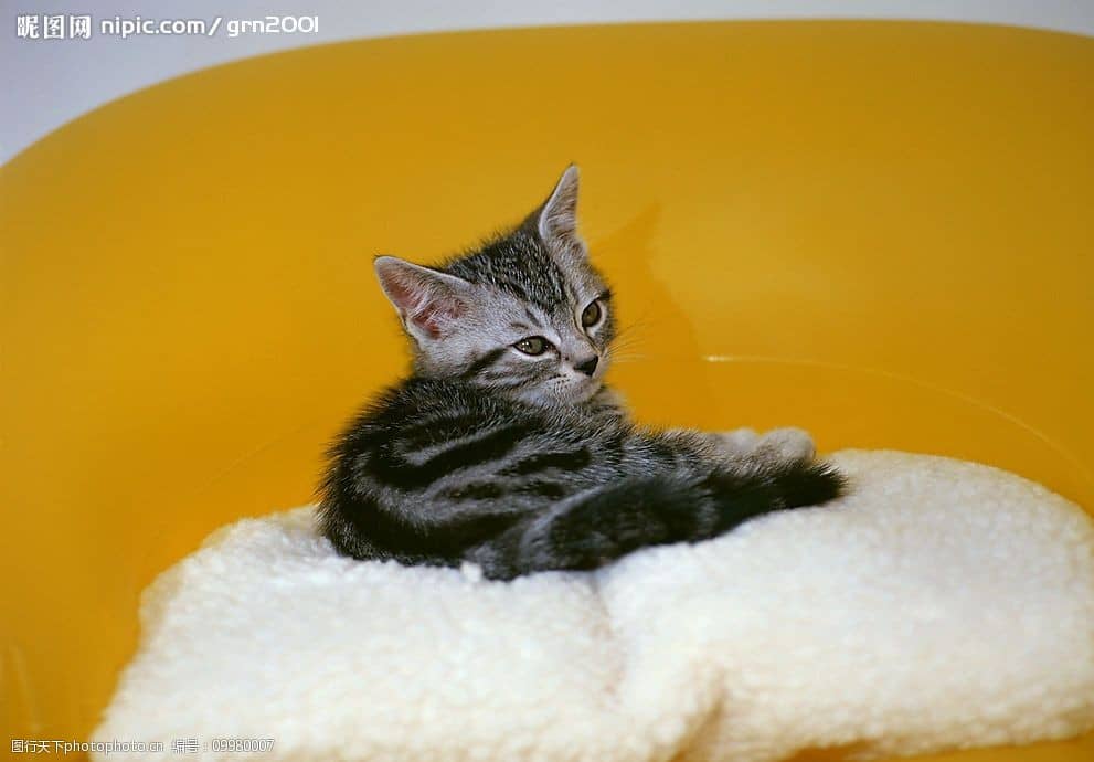 宠物狗蓝眼睛品种：探寻神秘蓝眸中的世界