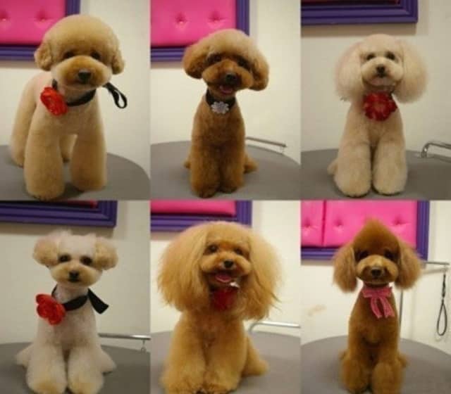 宠物狗神犬多米：忠诚与智慧的守护者