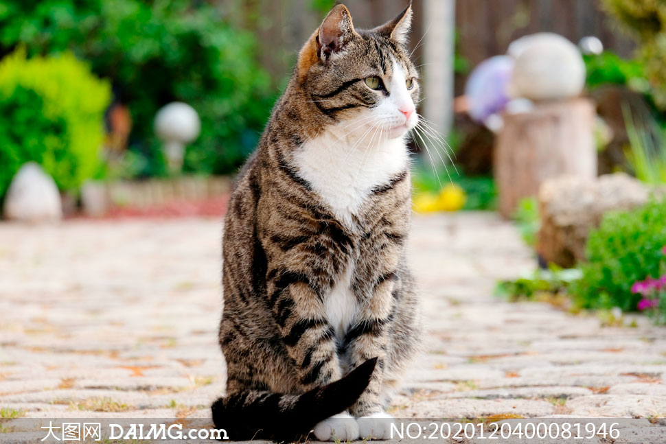 PETENJOY宠物狗垫子：让爱宠的每一个梦都充满温暖