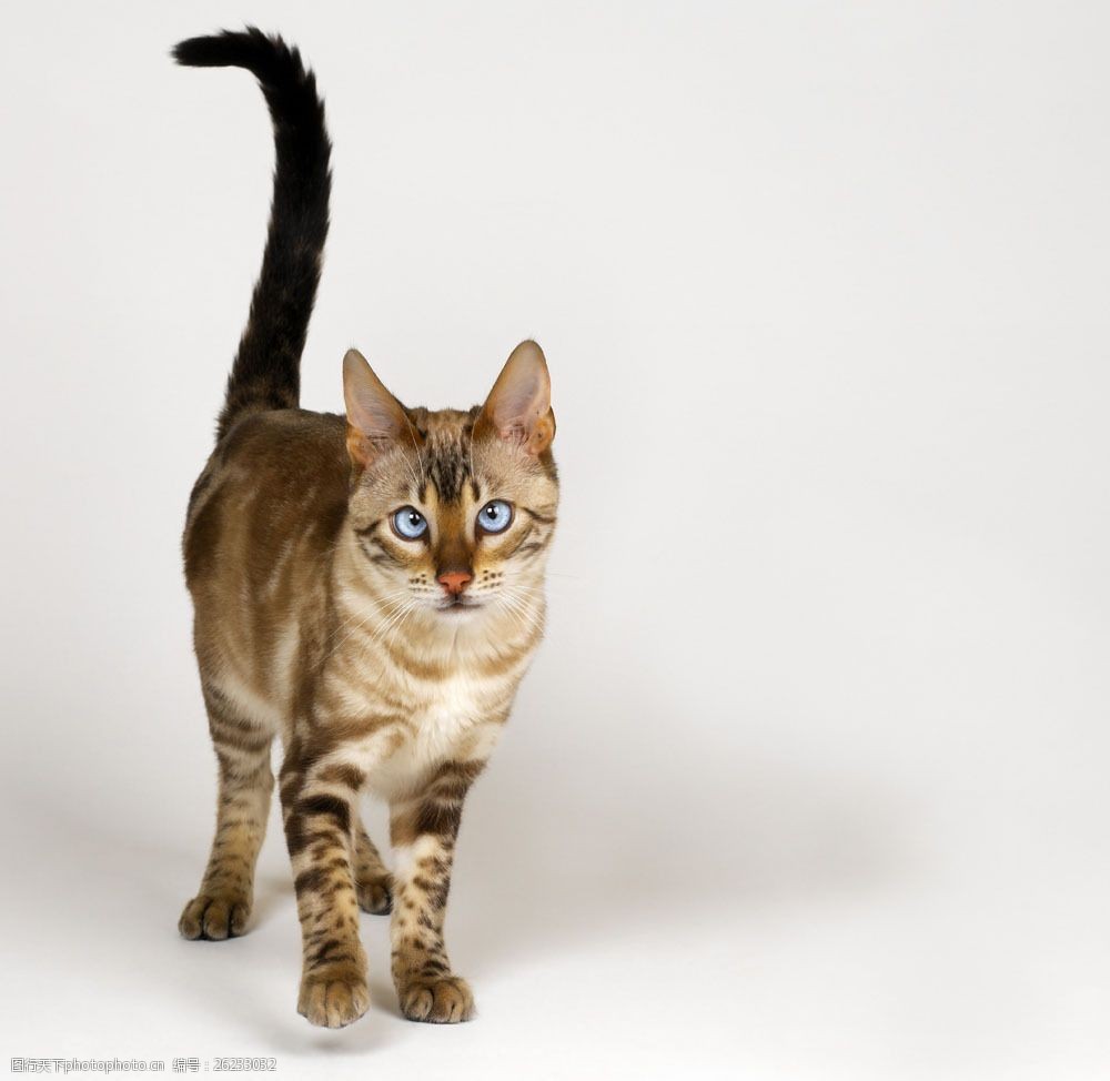 道口宠物狗出售电话：寻找你的忠诚伙伴