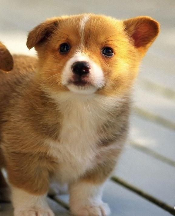 常德宠物狗疫苗：守护毛孩子的健康密码