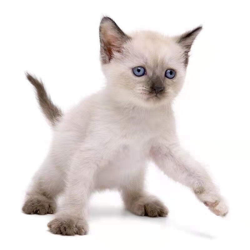 溜各种奇葩宠物狗：当“汪星人”遇上人类世界