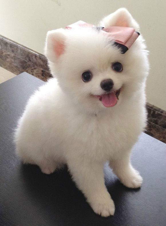 广州佛山宠物狗直播：见证萌宠的欢乐时光