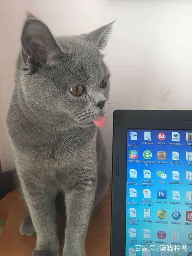 宠物狗接送主人趣事：温馨日常中的小确幸