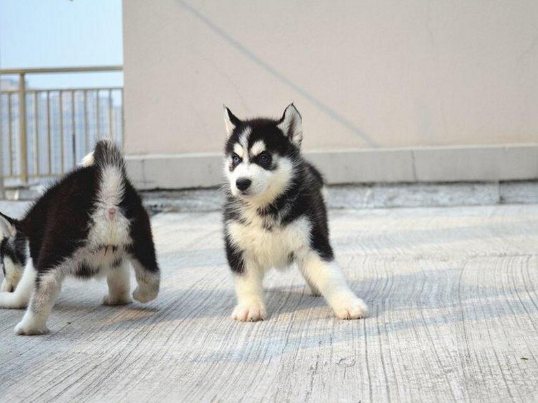 宠物狗拉便器：打造宠物生活的绿色空间