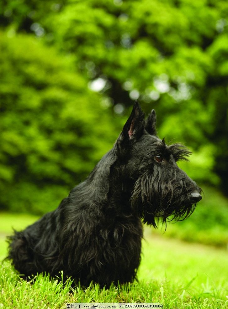 口笼宠物狗：给毛孩子一份温柔的“保护伞”