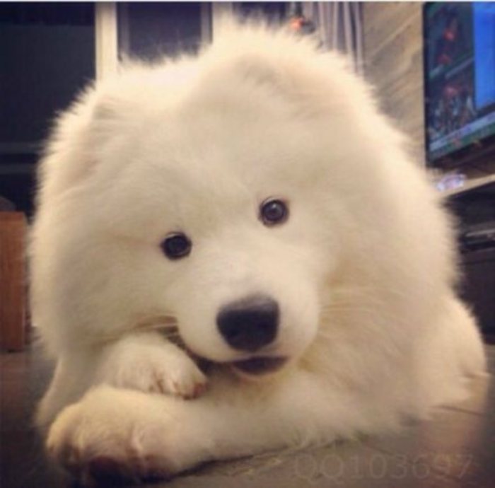 郓城宠物狗市场：萌宠天堂与温馨故事的起点