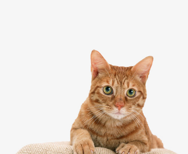 宠物狗好还是金毛好啊？