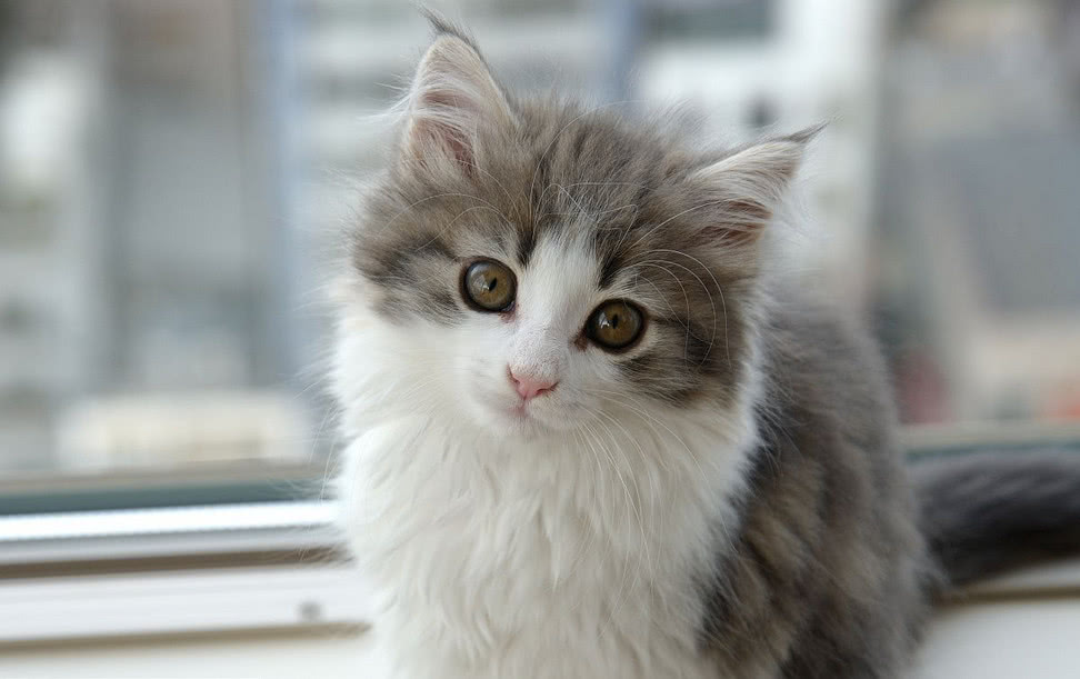 探索多样的宠物狗种类：了解它们的独特魅力