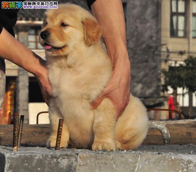 园洲宠物狗售卖店：温馨家园，爱犬新家