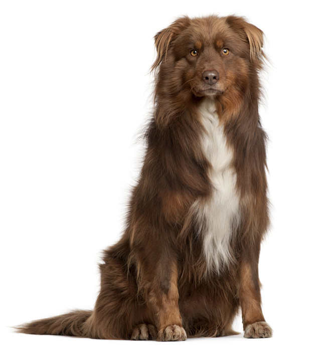 德阳宠物狗烘干箱：呵护爱犬，温暖相伴