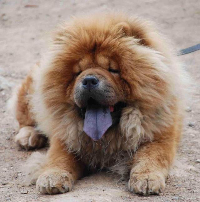 头像搞怪可爱宠物狗：用一张照片定格毛孩子的快乐瞬间