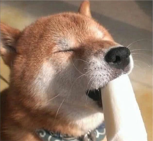 江苏宠物狗诊所排名：守护萌宠健康的温馨港湾