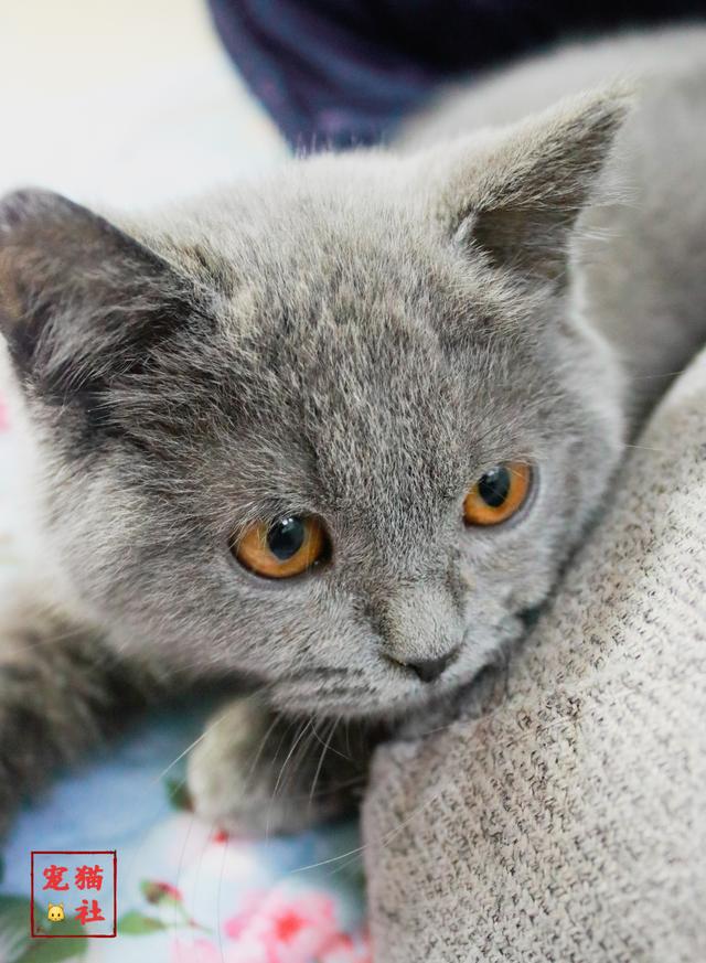 重庆宠物狗看鸡：当城市萌宠遇上乡村“鸡”遇