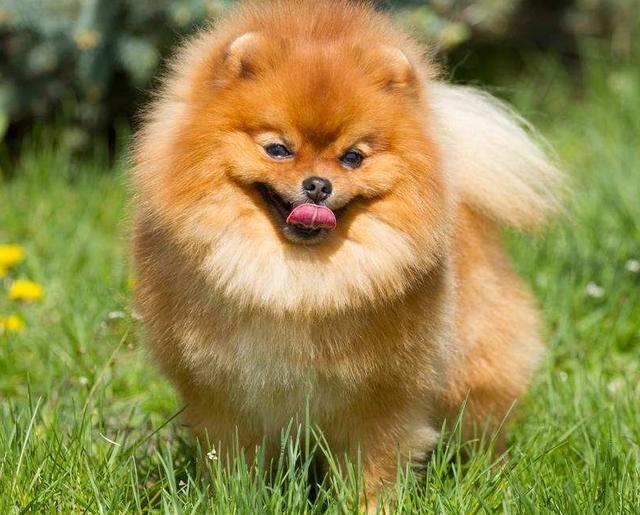 宠物狗有什么名字