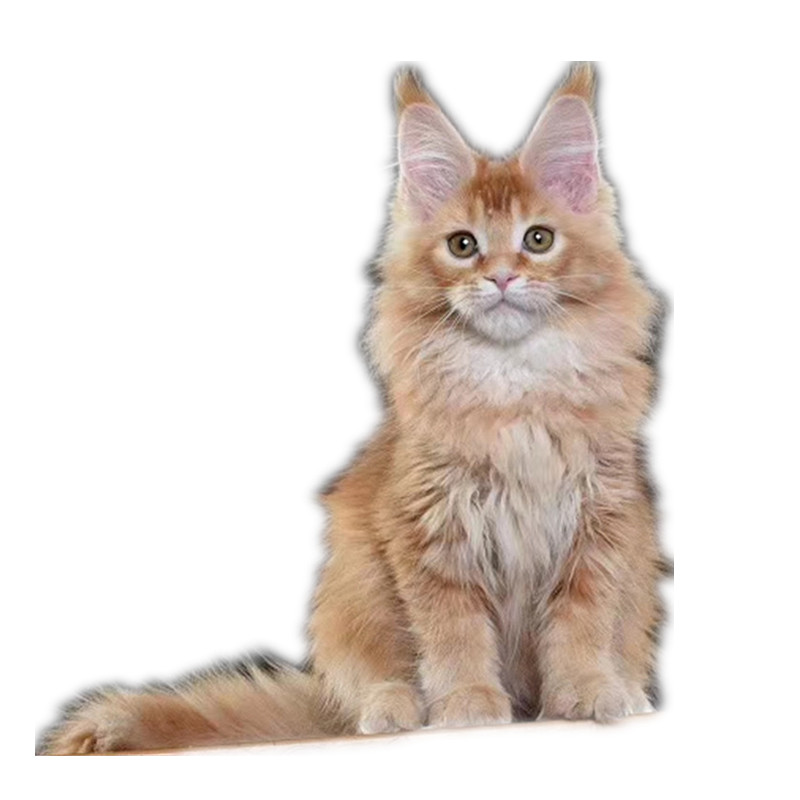 戴铃铛的宠物狗卡通：摇曳的叮当声与温暖陪伴