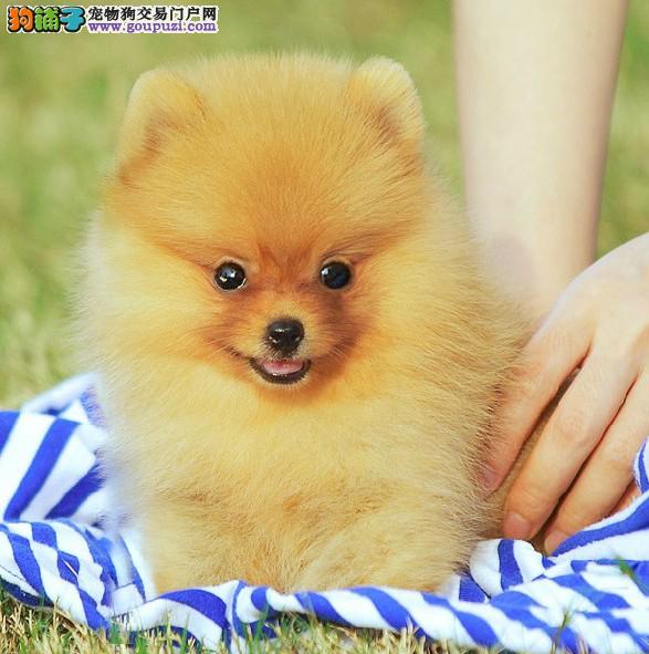 合川哪里卖宠物狗？找到毛茸茸的家庭新成员！