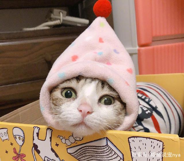 宠物狗睡裙：给毛孩子一份温暖的夜晚陪伴