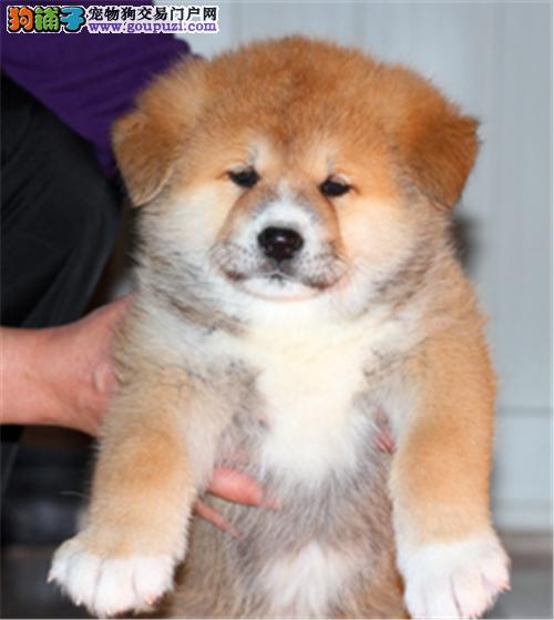 火前宠物狗：忠诚守护者的暖心日常