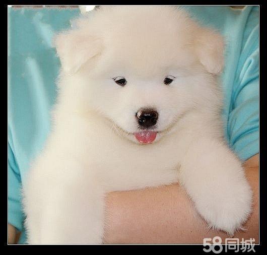 宠物狗专用皮卡推荐：为毛孩子打造移动的温馨小窝