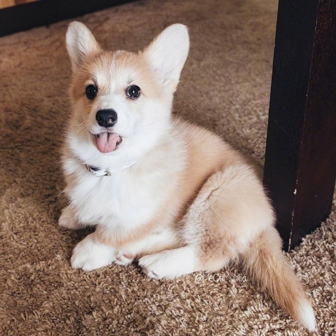 歙县走失宠物狗：寻找与主人的重逢之旅