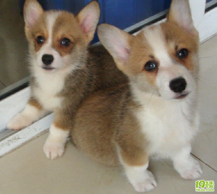 赚钱小游戏宠物狗：趣味宠物经济新趋势