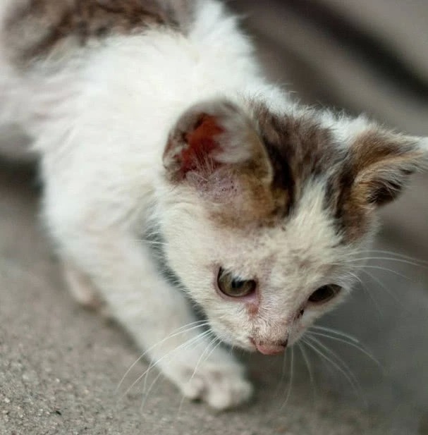 恒口哪有宠物狗？原来这里的毛孩子都在偷偷“营业”！