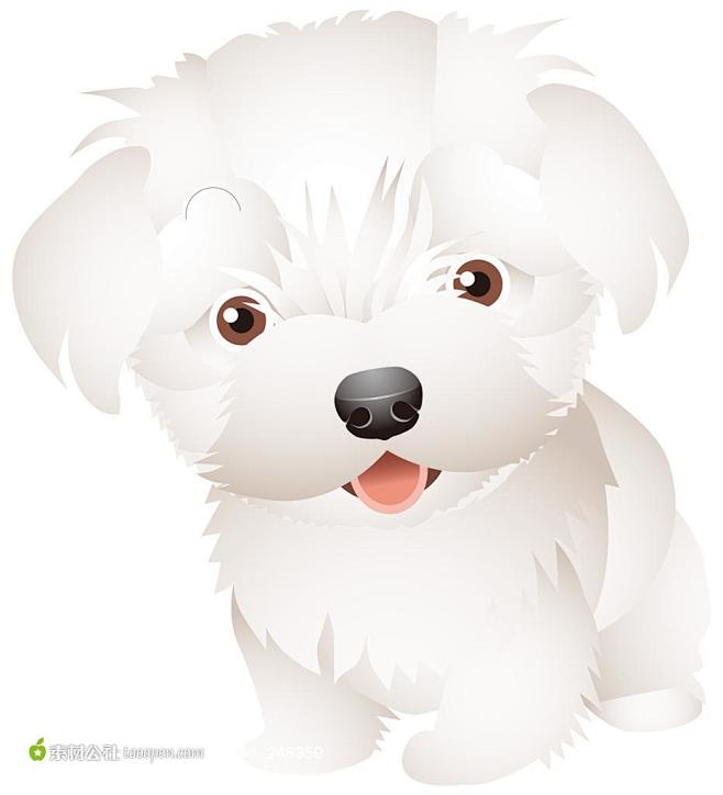 常州宠物狗救助：用爱编织温暖的生命网络