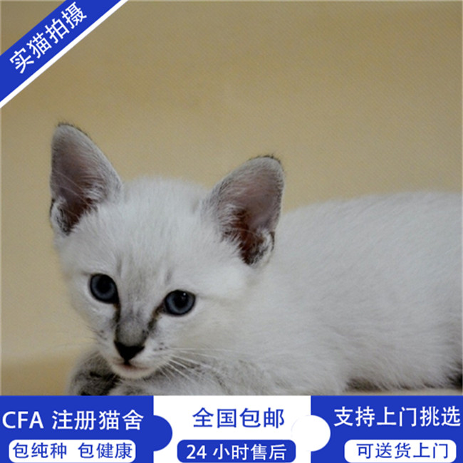 宠物狗毛衣样式和织法：为毛孩子编织温暖与爱