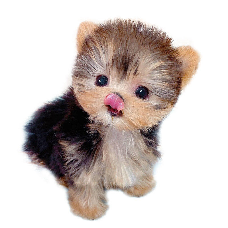 给宠物狗洗澡流程：轻松掌握，让爱宠焕发活力