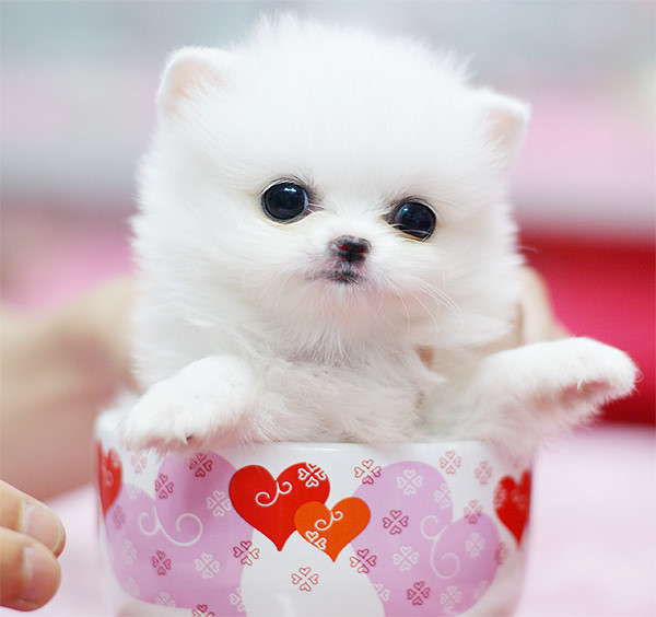 宠物狗携带攻略：让毛孩子成为你旅途中最暖的陪伴