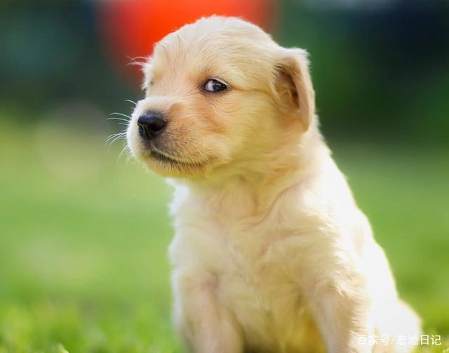 宠物狗与鸡的奇妙友谊：温馨日常背后的故事