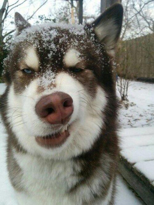 哈皮狗宠物狗粮：每一口都是对毛孩子的爱