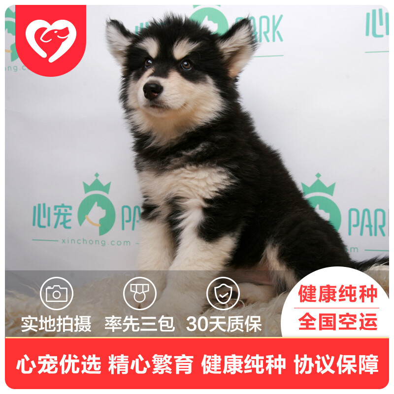 踩到宠物狗：一场意外引发的暖心反思