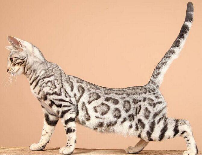 大山里的宠物狗：与自然共生的忠诚伙伴