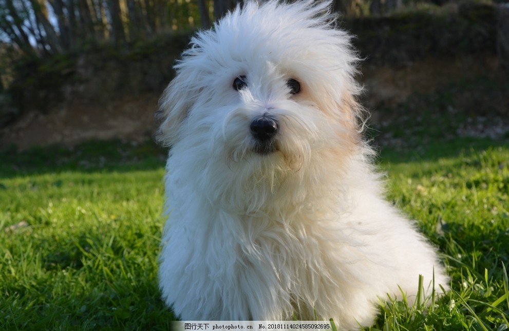 找宠物狗团队成都：成都宠物护理专家，守护您的毛孩子