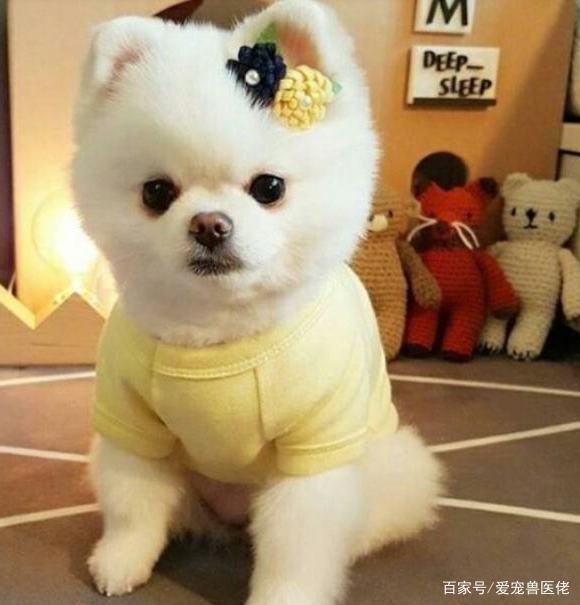 毕节市区宠物狗：温馨陪伴，守护家的温暖小生命