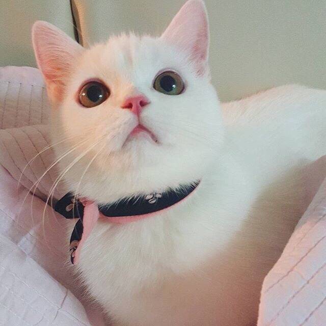 给女儿选宠物狗：一份爱与陪伴的成长礼物