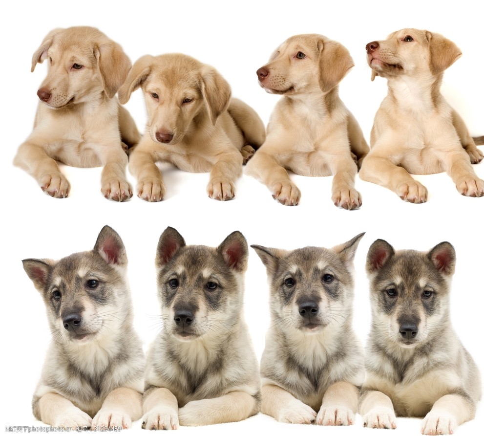 俊俏宠物狗:毛茸茸的家庭明星 俊俏宠物狗:毛茸茸的家庭明星