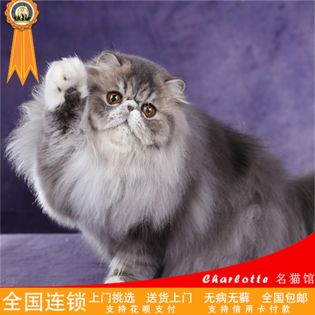 宠物狗不能打骂：用爱建立信任的纽带