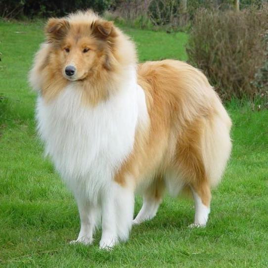 宠物狗怎么辨别：从细节中发现毛孩子的独特魅力