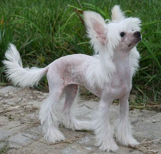 男友殴打宠物狗：当爱变成了伤害，我们该如何守护毛孩子的安全？