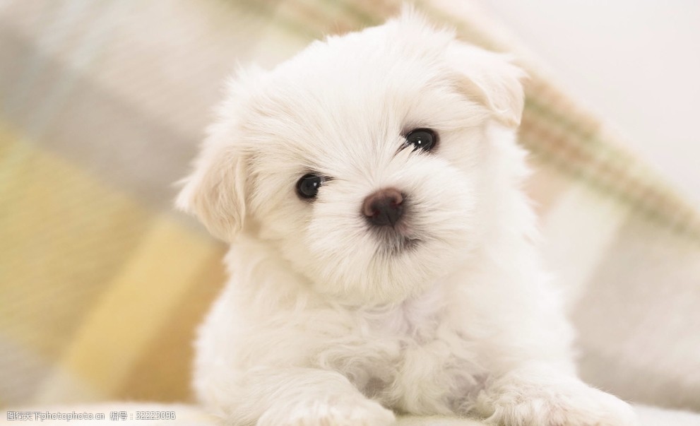 宠物狗垫子保暖:冬日里最温暖的陪伴 宠物狗垫子保暖:冬日里最温暖的陪伴