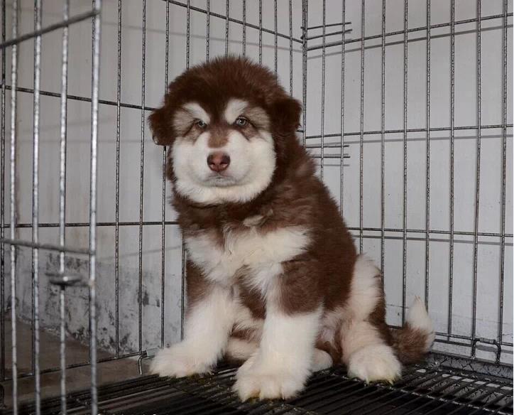 澳门宠物狗屋：给毛孩子一个温暖的家