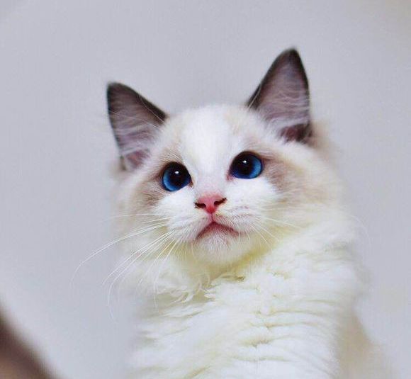 宠物狗情绪价值排行：揭秘毛孩子们的“心灵地图”